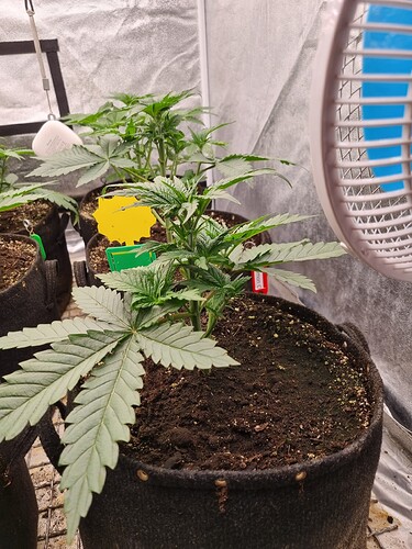 Growreport Bild 42