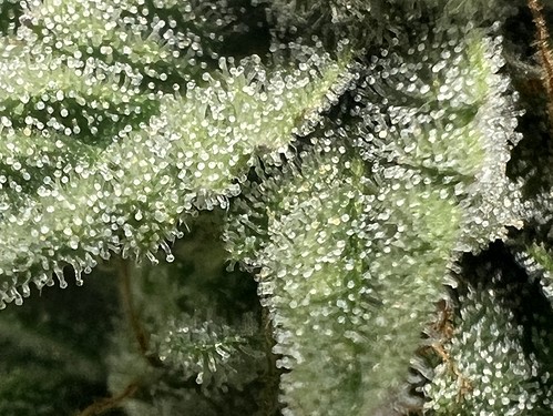 Growreport Bild 24
