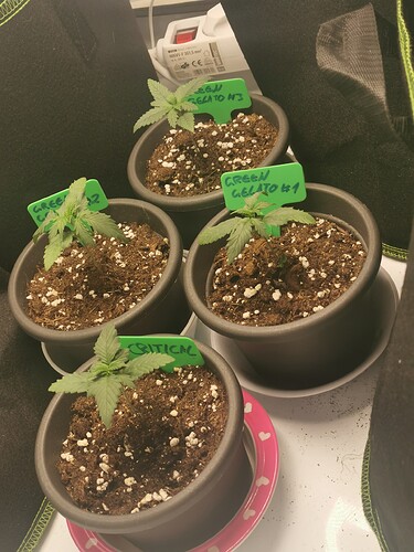 Growreport Bild 14