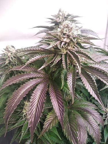 Growreport Bild 1