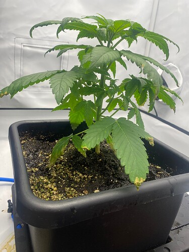 Growreport Bild 6