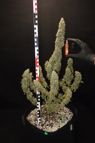 Growreport Bild 5