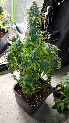 Growreport Bild 5