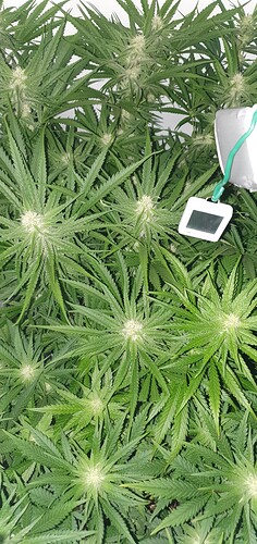 Growreport Bild 1