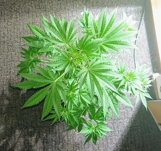 Growreport Bild 10