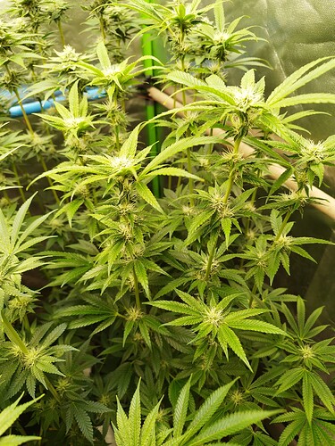 Growreport Bild 7