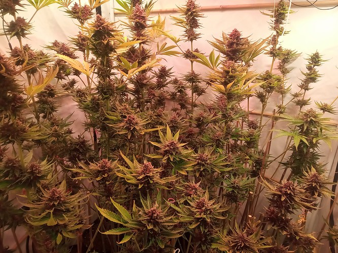 Growreport Bild 54
