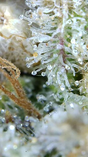 Growreport Bild 48