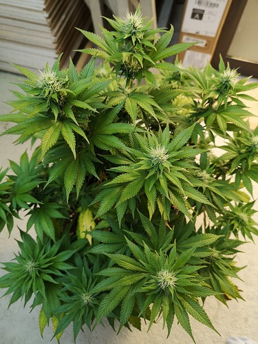 Growreport Bild 2