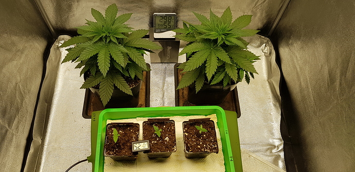 Growreport Bild 2