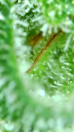 Growreport Bild 63