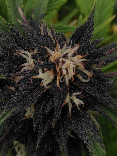 LSD Auto
