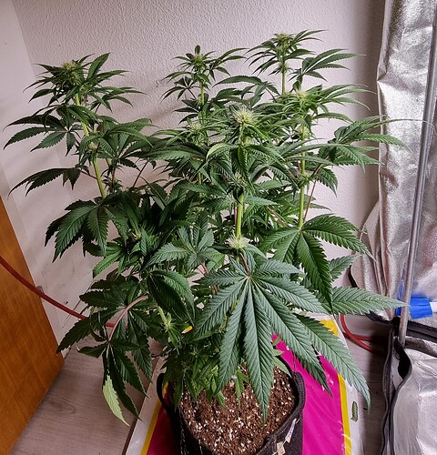 Growreport Bild 6