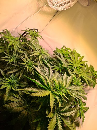 Growreport Bild 1