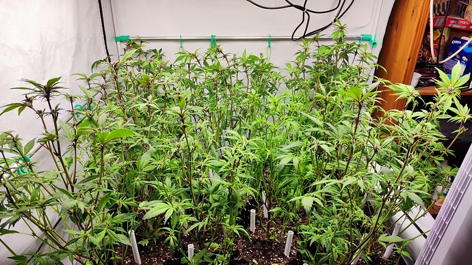 Growreport Bild 3