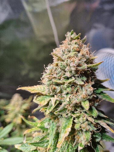 Growreport Bild 2