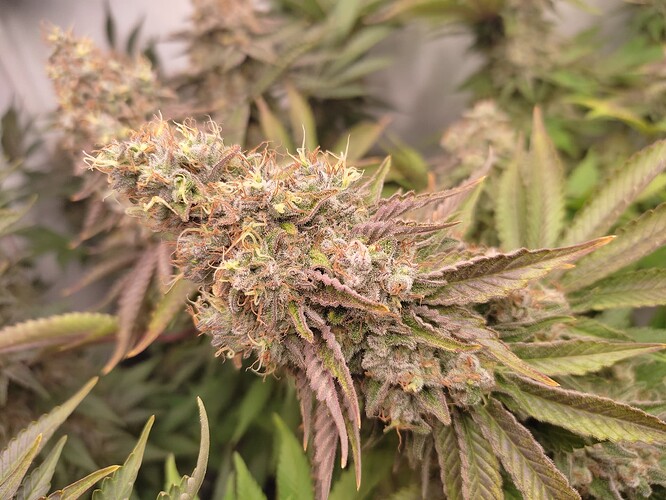 Growreport Bild 7