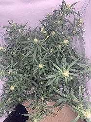 Growreport Bild 20