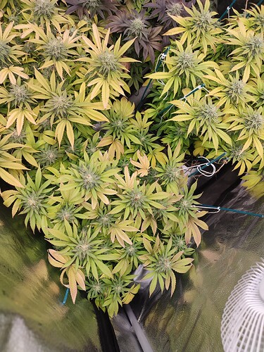 Growreport Bild 4