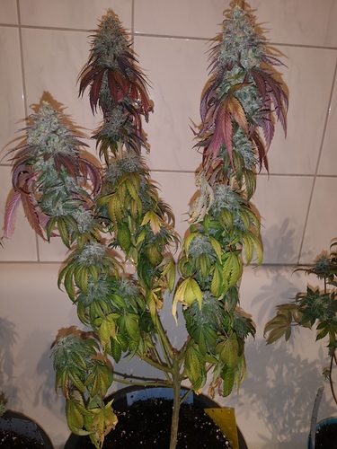 Growreport Bild 6