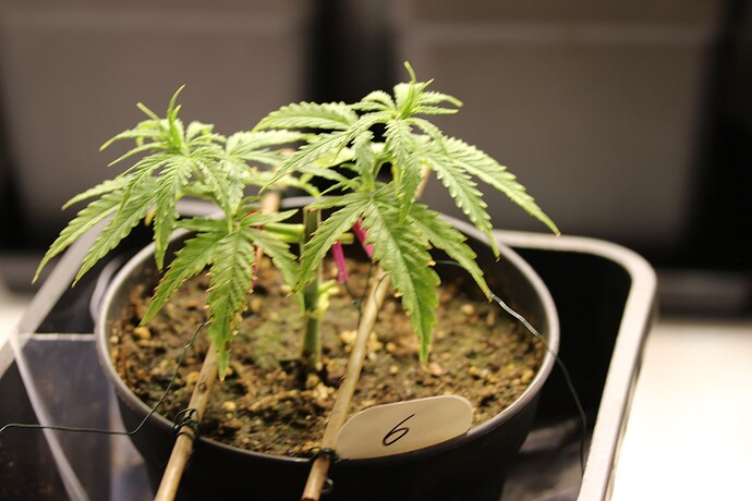 Growreport Bild 14