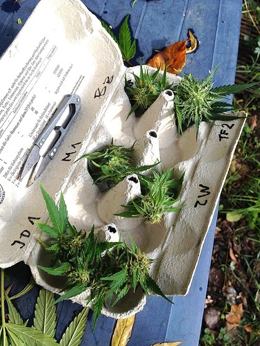 Growreport Bild 8