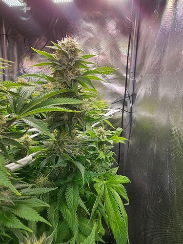 Growreport Bild 2