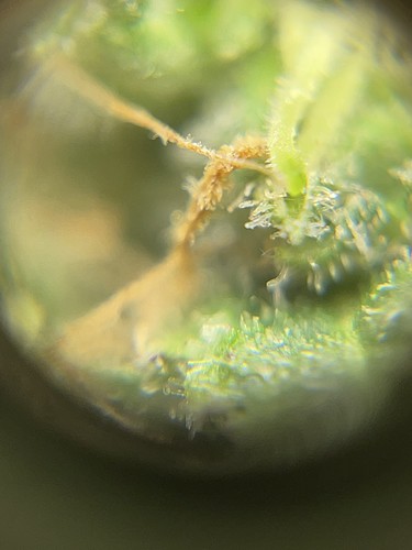 Growreport Bild 32