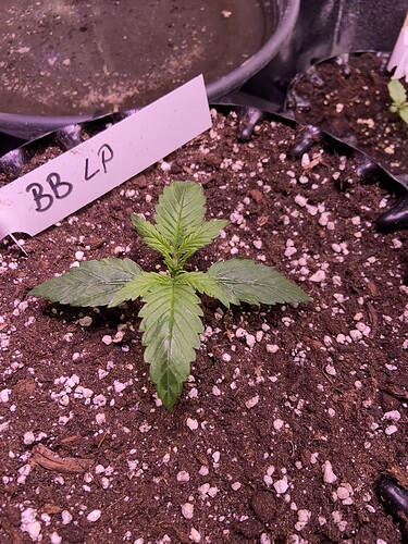 Growreport Bild 25