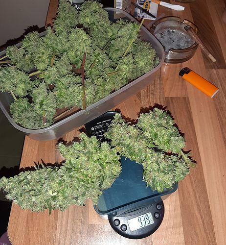 Growreport Bild 6