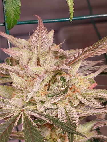 Growreport Bild 3