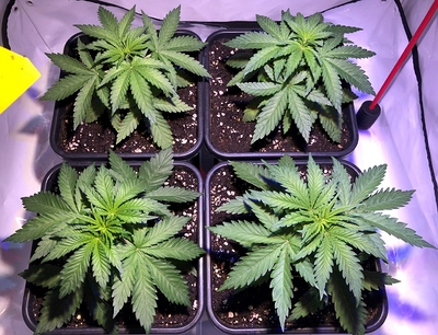 Growreport Bild 1