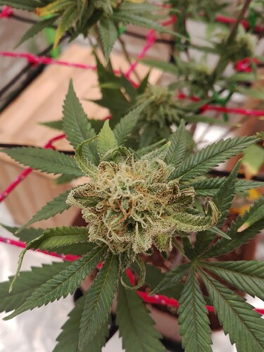 Growreport Bild 9