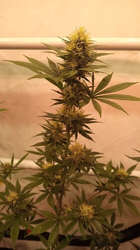 Growreport Bild 5