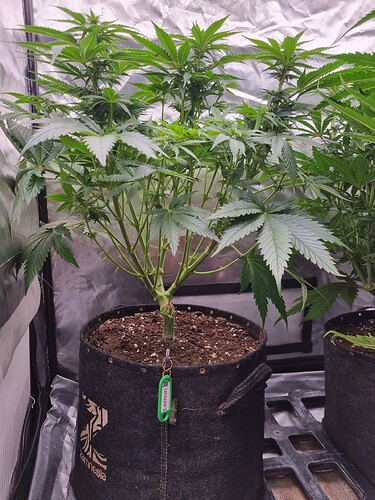 Growreport Bild 55