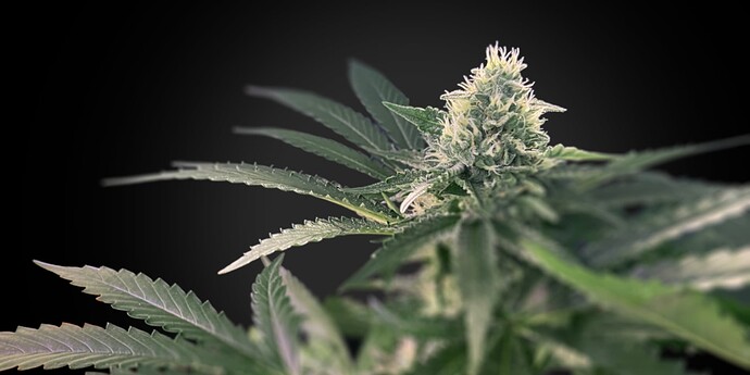 Growreport Bild 1