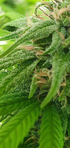 Growreport Bild 11