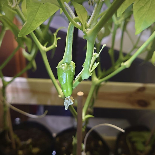 Growreport Bild 2