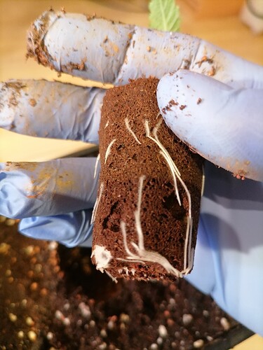Growreport Bild 41