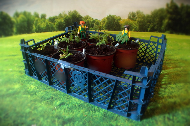 Growreport Bild 6