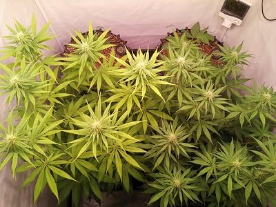 Growreport Bild 5