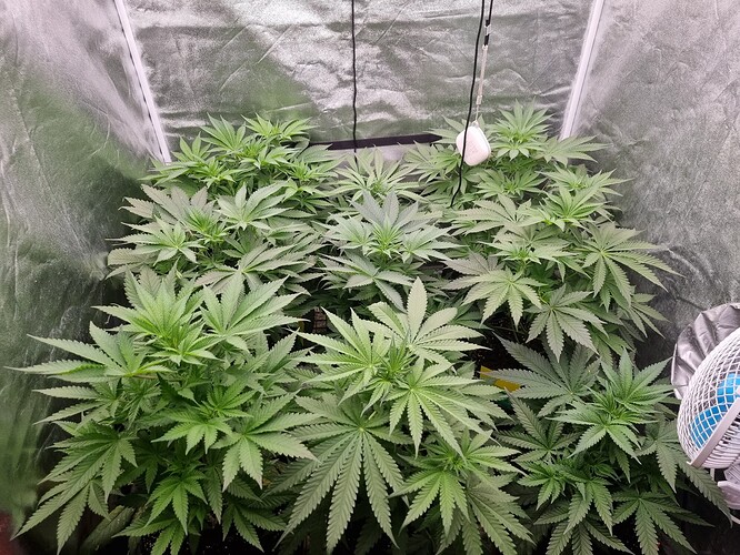Growreport Bild 29