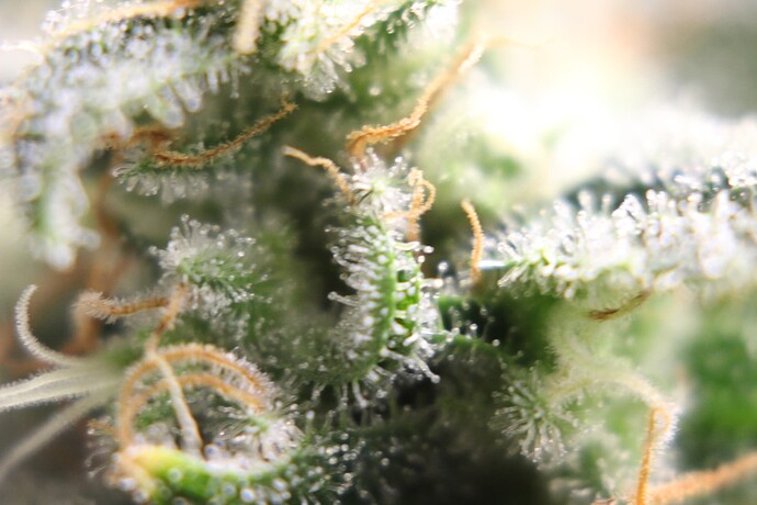 Growreport Bild 10