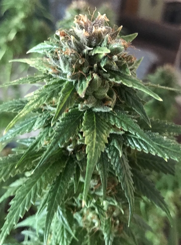 Growreport Bild 7