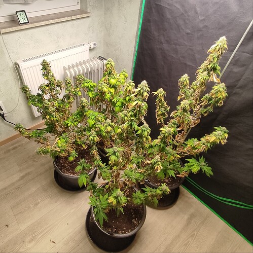 Growreport Bild 2