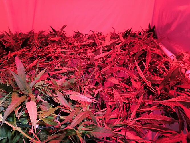 Growreport Bild 14