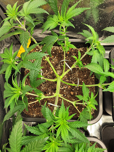 Growreport Bild 4