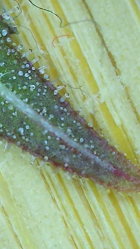 Growreport Bild 8