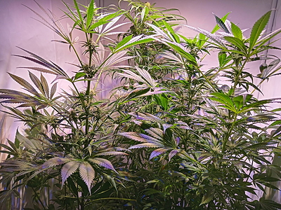 Growreport Bild 15