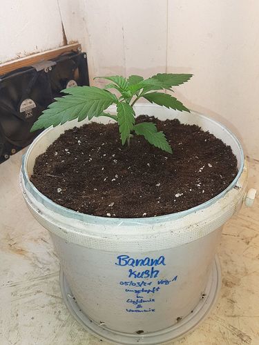 Growreport Bild 4
